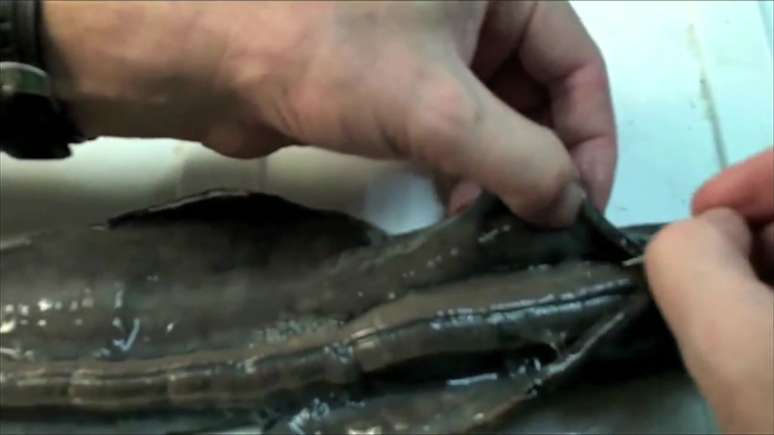 Cientistas encontram pela 1ª vez raro molusco gigante que vive dentro de concha e se alimenta de lama