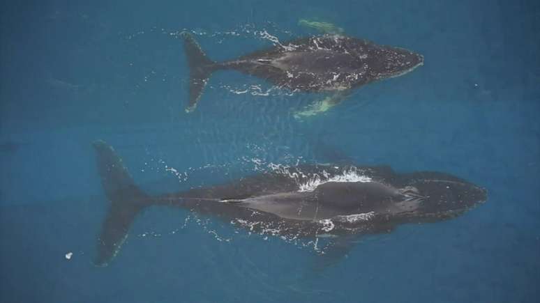 Câmeras foram presas ao dorso de animais das espécies minke e jubarte como parte de um novo estudo da ONG World Wildlife Fund (WWF) em parceria com a Universidade Estadual do Oregon, nos Estados Unidos.