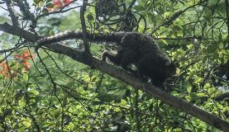 Os macacos são hospedeiros da febre amarela silvestre