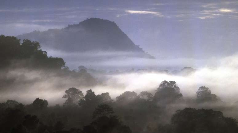 Professor compara a riqueza da vida marinha com a identificada numa floresta tropical