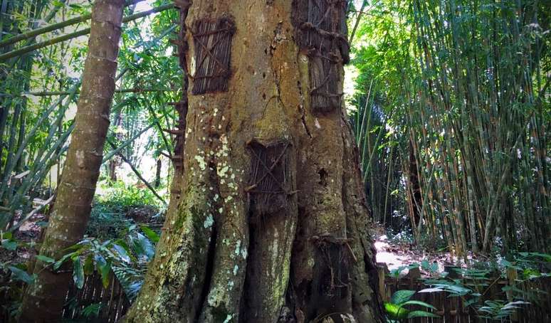 Torajans são raramente enterrados debaixo da terra