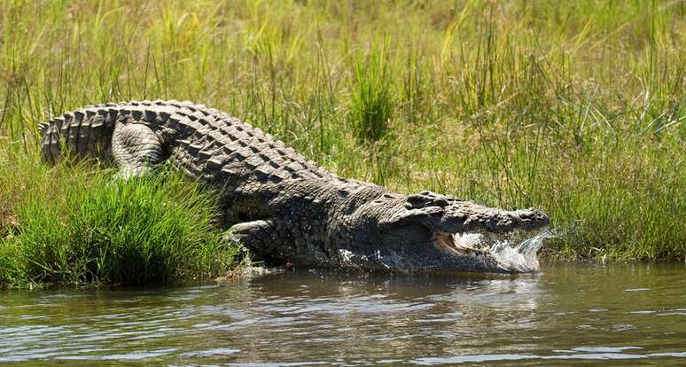 Imagem de um crocodilo