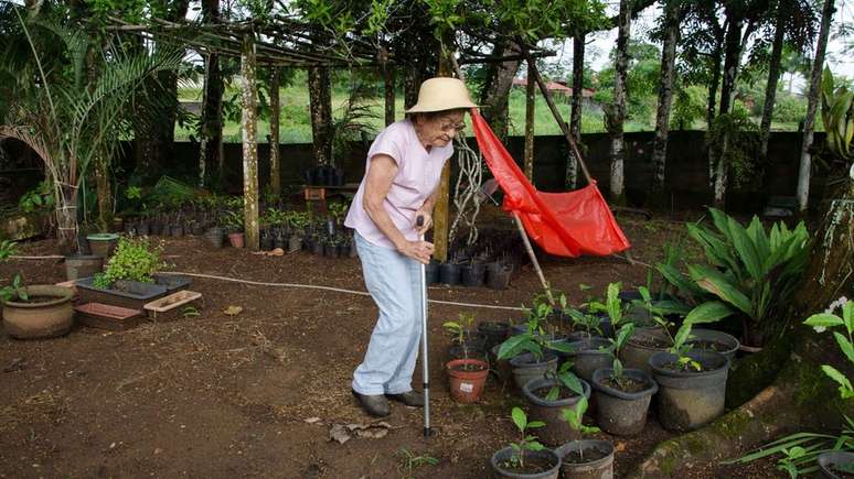 Dona Shimada em meio &agrave;s mudas que prepara do ch&aacute;