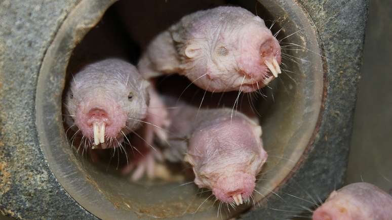 Roedor vive em col&ocirc;nias subterr&acirc;neas de at&eacute; 300 indiv&iacute;duos