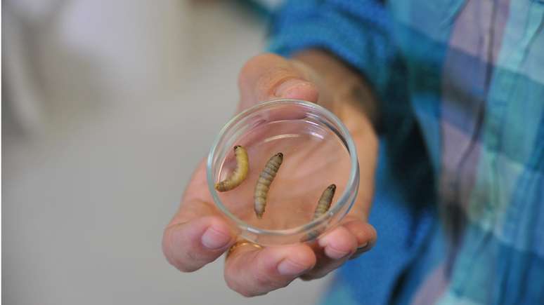 Larvas de lagartas em placa de Petri usadas no experimento