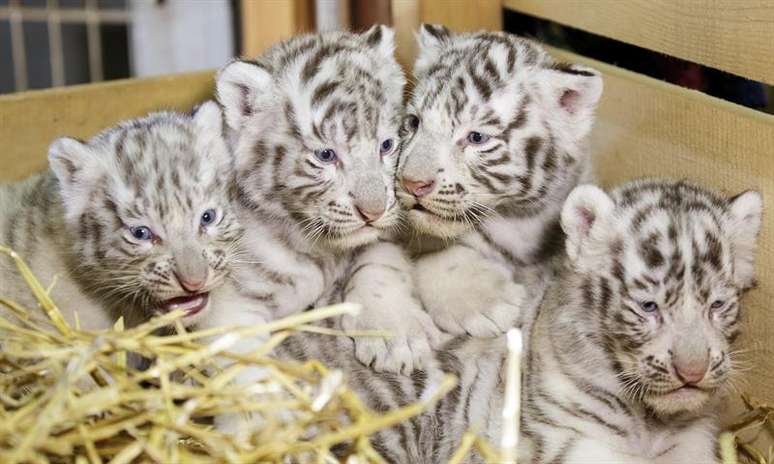 Falco, Toto, Mia e Mautzi nasceram em 22 de março e ficarão cerca de um ano e meio com sua mãe Thalie