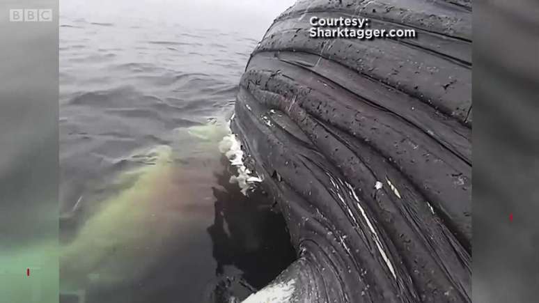 Tubarão come carcaça de baleia-jubarte na Califórnia