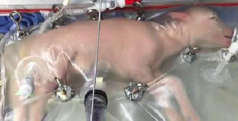 O envoltório plástico continha líquido amniótico que forneceu tudo do que o filhote precisou para crescer - até um cordão umbilical artificial.