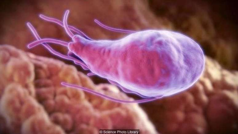 A giardia é um parasita que pode ser transmitido através de água ou alimento contaminados