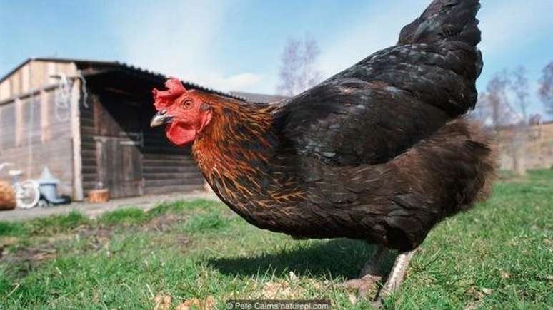 As galinhas t&ecirc;m capacidade para opera&ccedil;&otilde;es aritm&eacute;ticas