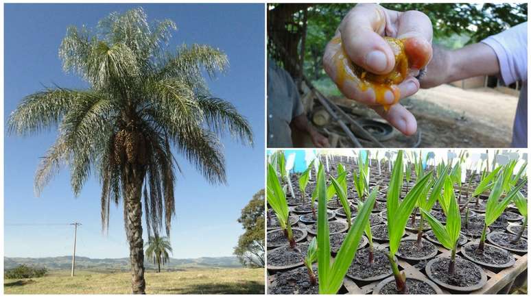 Palmeira, fruto e plantação de mudas de macaúba: potencial de espécie nativa anima pesquisadores pelo país