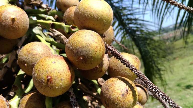 Coco da macaúba é comestível, folhas podem ser usadas como forragem e fibra têxtil e parte dura do fruto serve para carvão ativado de filtros