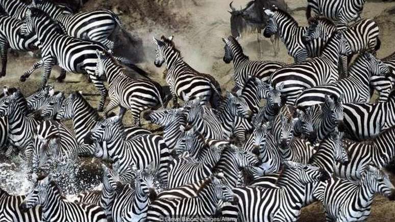Zebras atravessam rio em grupo na África