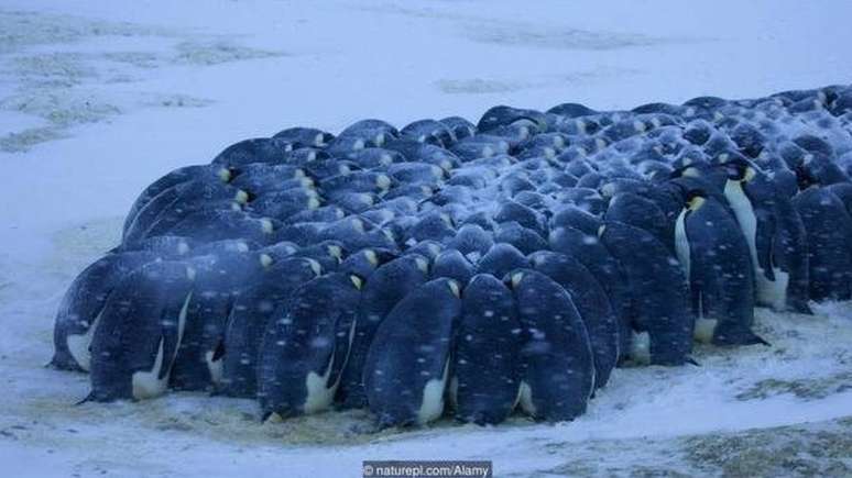 Os pinguins-imperadores (Aptenodytes forsteri) se agrupam para suportar o frio