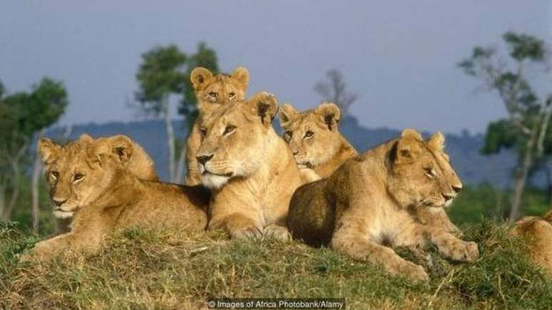 Leoas vivem em grupo, diferentemente de outras espécie de felinos