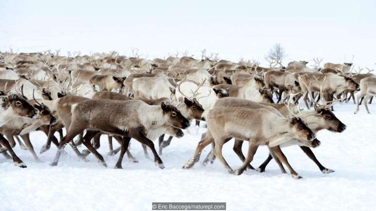 Renas migrando na região da Sibéria