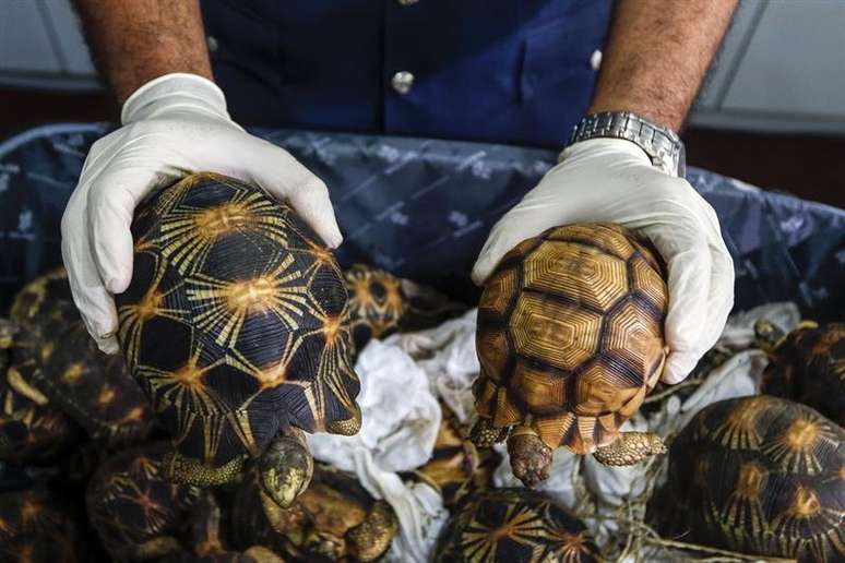 Tartarugas apreendidas no Aeroporto Internacional de Kuala Lumpur.