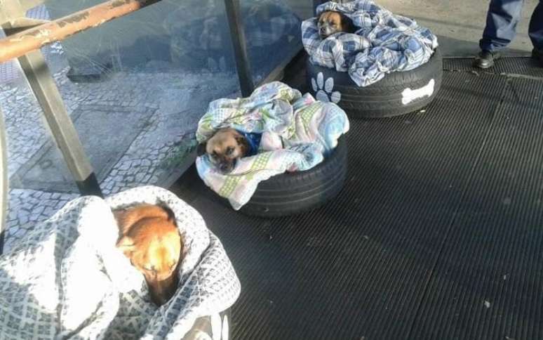 Cães de Curitiba ganham cobertor para enfrentar o frio