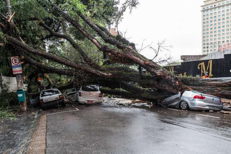 Queda de árvore de grande porte na rua Itapeva, no bairro da Bela Vista