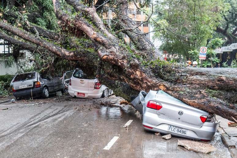 Queda de árvore de grande porte na rua Itapeva, no bairro da Bela Vista