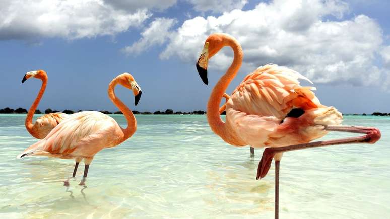 Flamingos