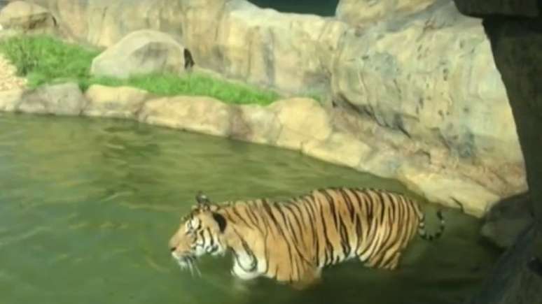 Um tigre no zoológico