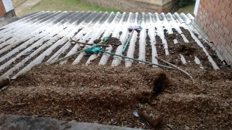 Fezes e restos de animais se acumulam no telhado da escola levando risco de infecções para os frequentadores 