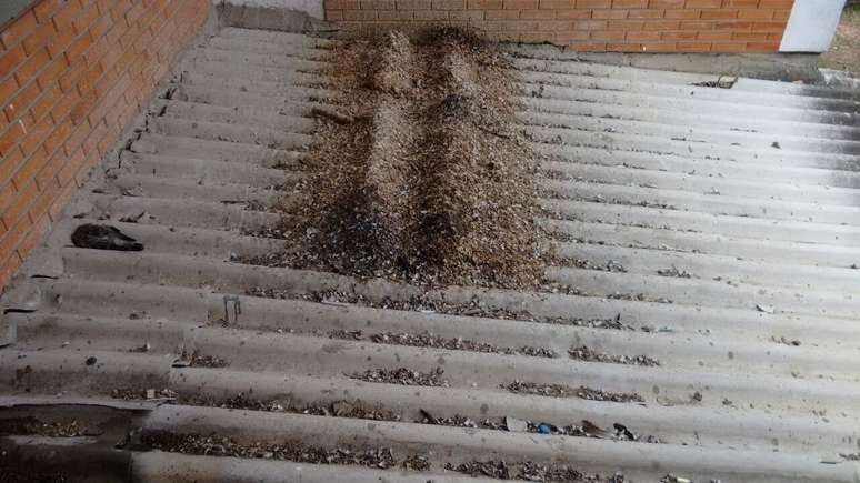 Fezes, restos e até animais mortos se acumulam no telhado da escola
