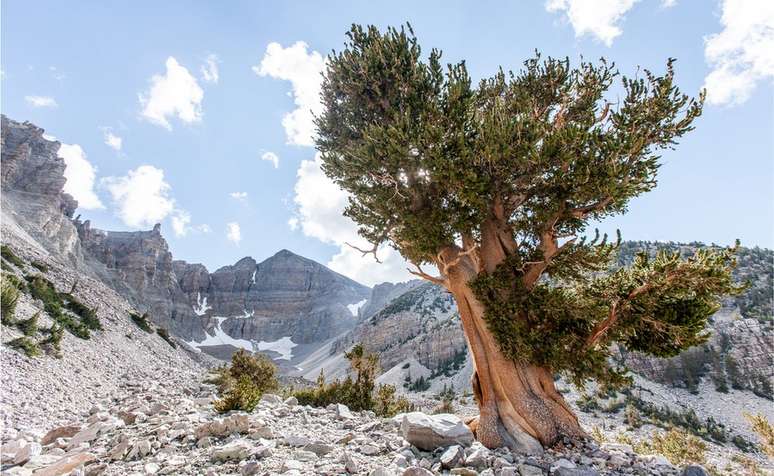 O pinheiro de bristlecone, da Grande Bacia, foi descoberto no oeste dos Estados Unidos 