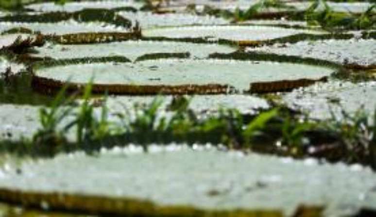 A limpeza do lago deixa ainda mais evidente a beleza das vitórias-régias