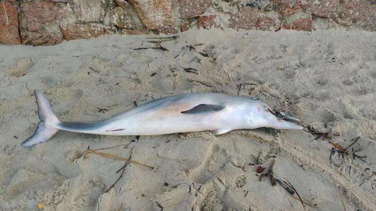 Golfinho é encontrado morto com chinelo de borracha preso à boca 