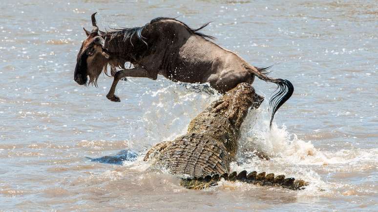 Crocodilo e antílope