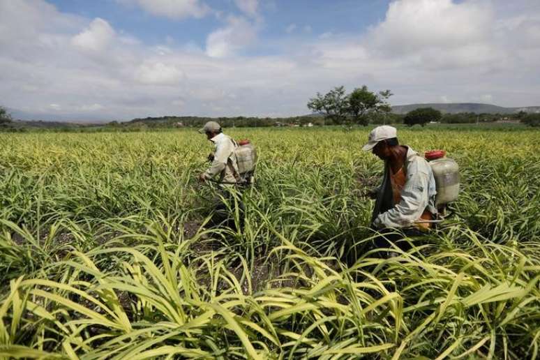 Trabalhadores em campo de cana-de-açúcar em Zacatepec de Hidalgo, no México. 31/05/2017 REUTERS/Edgard Garrido