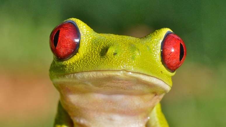 A rã-de-olhos-vermelhos faz parte do grupo de animais que aproveitaram ao máximo o ressurgimento das florestas após o asteroide 