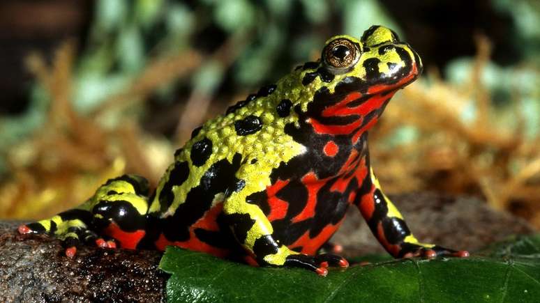 A bombina pertence à minoria de sapos cujas linhagens surgiram antes da extinção 