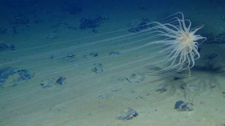 Há muito mais vida no fundo do mar do que pode parecer 
