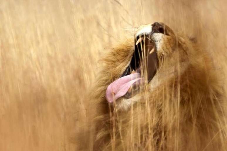 Um leão em uma reserva natural em Pretória, na África do Sul. 29/06/2010  REUTERS/Enrique Marcarian 