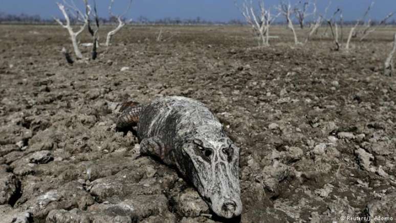 Seca no Paraguai: pesquisadores observaram que as populações de vertebrados sofreram grandes perdas