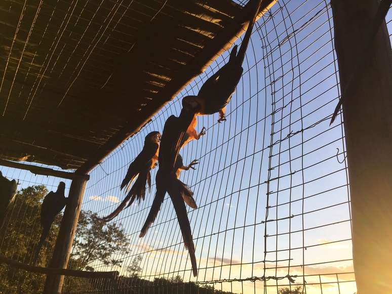 Ibama e ONG soltam cerca de 30 araras-canindé e tucanos apreendidos no comércio ilegal de animais; muitas das aves resgatadas do tráfico precisam ser &#039;treinadas&#039; para se adaptar.