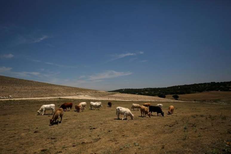 Vacas são vistas em pastagem seca em San Garcia de Ingelmos, Espanha
10/7/2017 REUTERS/Juan Medina