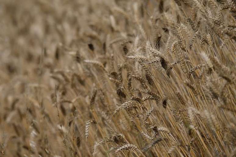 A field of unharvested wheat is seen in Remouille, western France, July 6, 2017. REUTERS/Stephane Mahe
