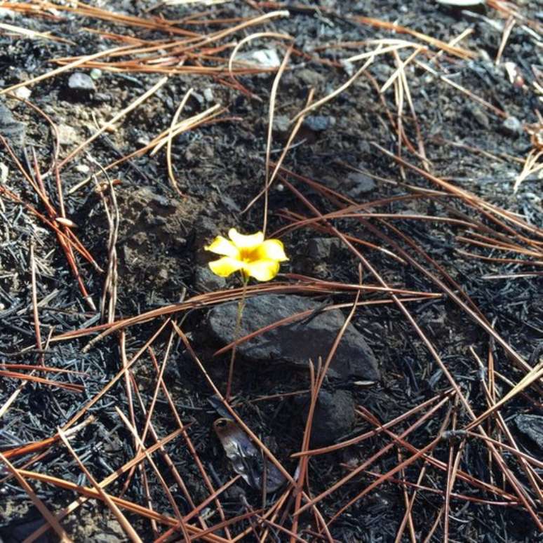 Plantas e algumas flores começaram a surgir no terreno