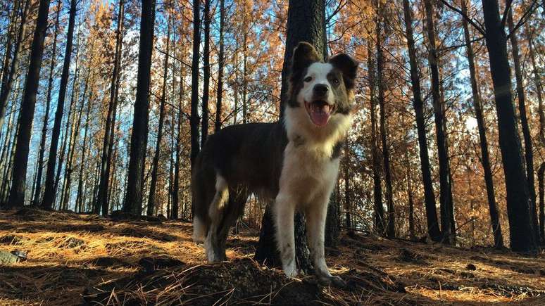 Os cães da raça border collie chegam a percorrer cerca de 40 quilômetros dentro da floresta