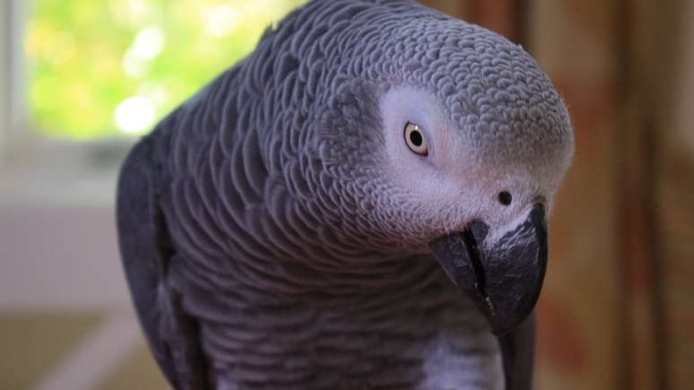 Um papagaio-cinzento como Bud, que tem uma 'boca suja' segundo a mãe da vítima 