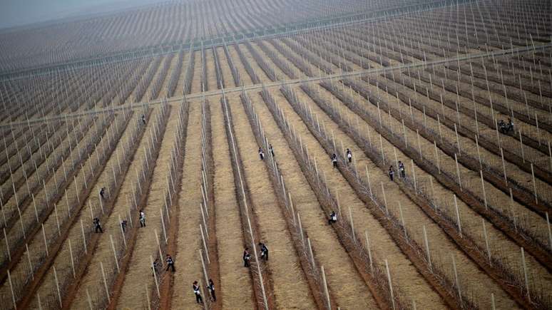 Agricultores em colheita de maçã perto de Pyongyang, na Coreia do Norte, em 2012