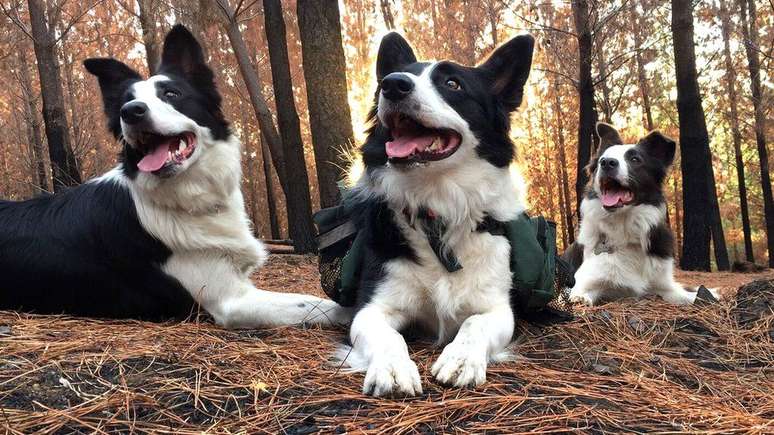 As três cadelas chegam a percorrer 30 quilômetros por bosques da região de El Maule