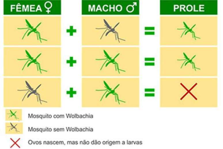 Fêmeas de mosquitos com Wolbachia sempre geram filhotes com Wolbachia