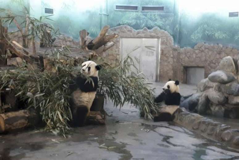 Chengdu-China - Pandas de 2 anos se refugiam do calor em instalações com ar condicionado na Base de Pesquisa e Reprodução dos Pandas Gigantes de Chengdu, capital da província de Sichuan 