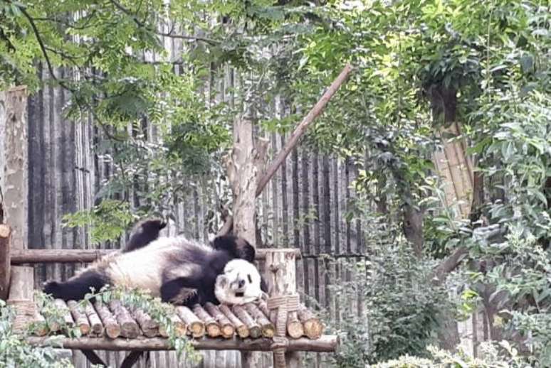 Chengdu-China - Na Base de Pesquisa e Reprodução dos Pandas Gigantes de Chengdu, capital da província de Sichuan, pandas dormem na maior parte do dia