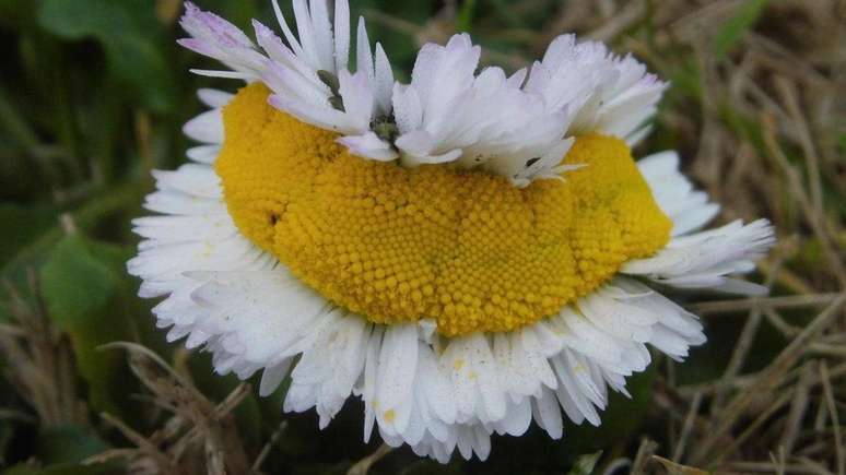&#034;Flores de Fukushima&#034; na verdade sofreram um processo natural chamado de fasciação